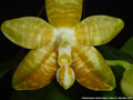 Photo : Phalaenopsis amboinensis