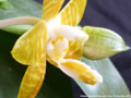 Photo : Phalaenopsis amboinensis