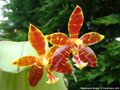 Photo : Phalaenopsis Mambo