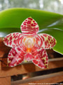 Photo : Phalaenopsis David Lim