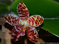 Photo : Phalaenopsis David Lim