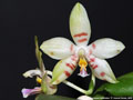Photo : Phalaenopsis Gelblieber