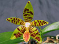 Photo : Phalaenopsis Amblearis