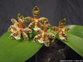 Photo : Phalaenopsis Mambo