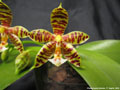 Photo : Phalaenopsis Mambo
