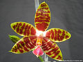 Photo : Phalaenopsis Macassar
