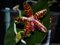 Photo : Phalaenopsis Angela Schreiter