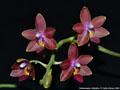 Photo : Phalaenopsis Ambotris