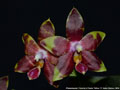 Photo : Phalaenopsis Frenchy's Plastic Yellow