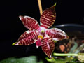 Photo : Phalaenopsis Ambomanniana