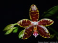Photo : Phalaenopsis Macassar