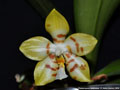 Photo : Phalaenopsis Gelblieber