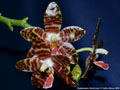 Photo : Phalaenopsis David Lim
