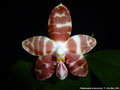 Photo : Phalaenopsis amboinensis