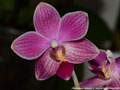 Photo : Phalaenopsis Ambotris