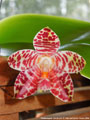 Photo : Phalaenopsis David Lim