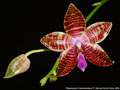 Photo : Phalaenopsis Ambomanniana
