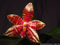 Photo : Phalaenopsis Ambomanniana