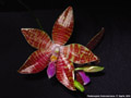 Photo : Phalaenopsis Ambomanniana