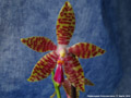 Photo : Phalaenopsis Ambomanniana