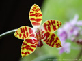 Photo : Phalaenopsis Macassar