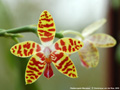 Photo : Phalaenopsis Macassar