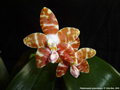 Photo : Phalaenopsis amboinensis