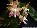 Photo : Phalaenopsis amboinensis