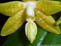 Photo : Phalaenopsis amboinensis