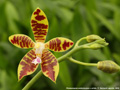 Photo : Phalaenopsis Souvenir de J.J. Smith