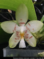 Photo : Phalaenopsis Gelblieber