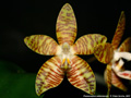 Photo : Phalaenopsis amboinensis