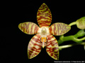 Photo : Phalaenopsis amboinensis
