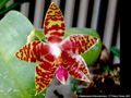 Photo : Phalaenopsis Ambomanniana