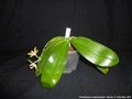 Photo : Phalaenopsis amboinensis