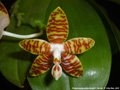 Photo : Phalaenopsis amboinensis