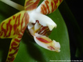 Photo : Phalaenopsis amboinensis