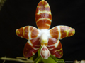 Photo : Phalaenopsis amboinensis