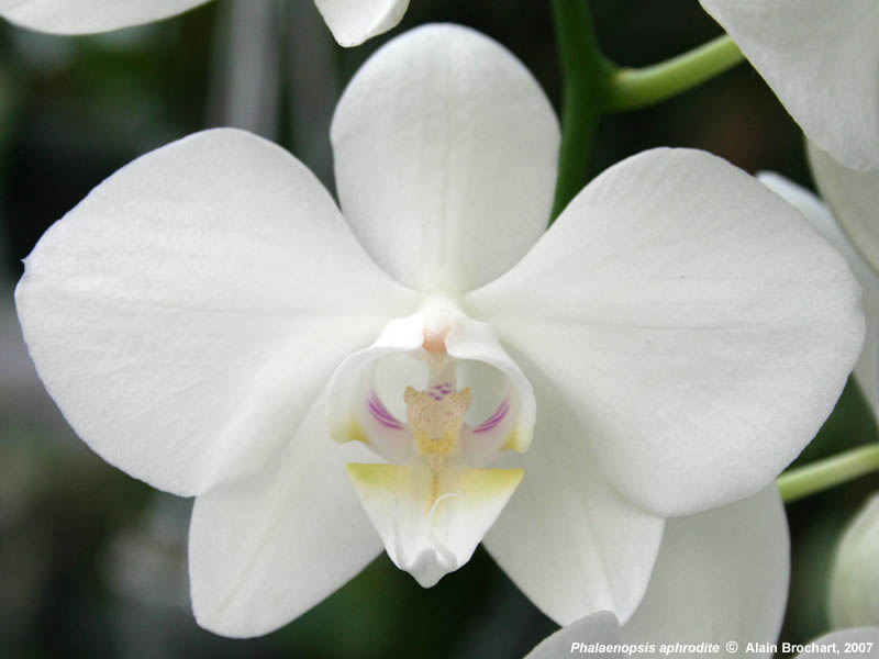 Aphrodite phalaenopsis Personalized Aphrodite's