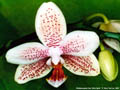 Photo : Phalaenopsis San Shia Spot