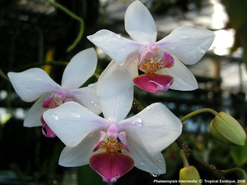 Phalaenopsis intermedia ``orange´´