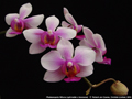 Photo : Phalaenopsis Athena