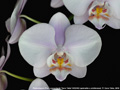 Photo : Phalaenopsis Leucorrhoda