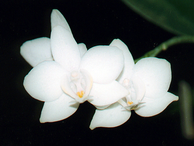 Phalaenopsis aphrodite x amboinensis