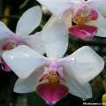 Photo : Tropical Exotique