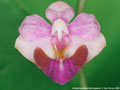 Photo : Phalaenopsis San Shia Appendo