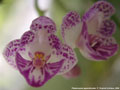 Photo : Phalaenopsis appendiculata