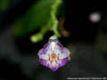 Photo : Phalaenopsis appendiculata