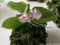 Photo : Phalaenopsis appendiculata