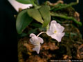 Photo : Phalaenopsis appendiculata
